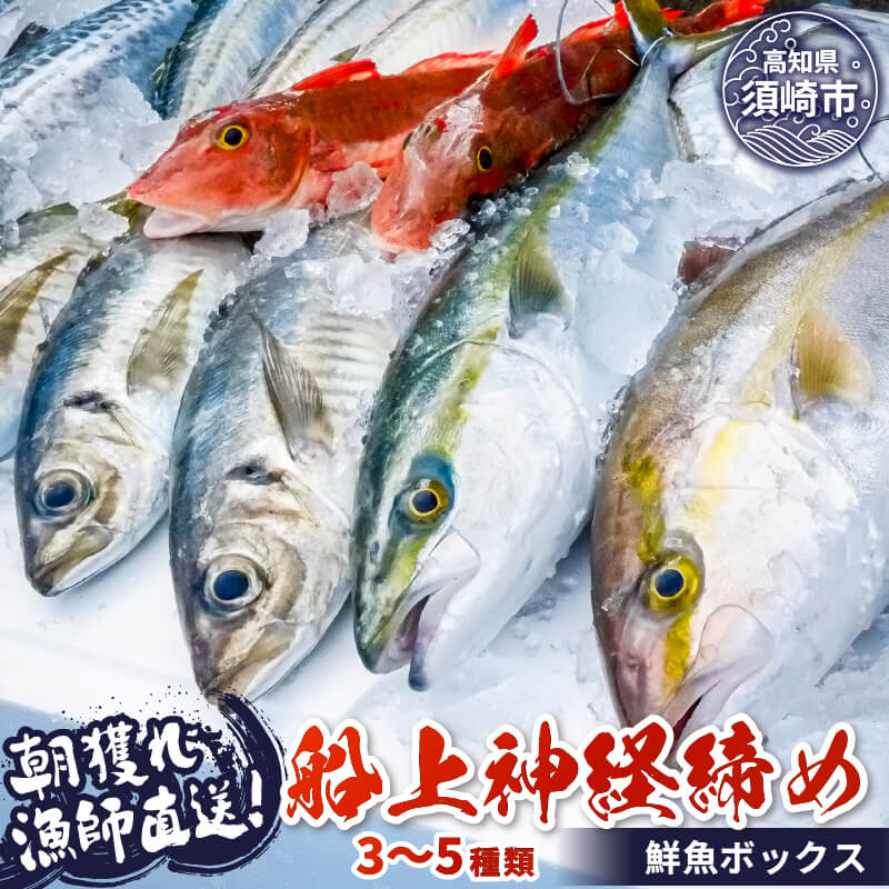 【高知県・須崎産】朝獲れ！船上神経締め鮮魚ボックス 魚種　3～5種