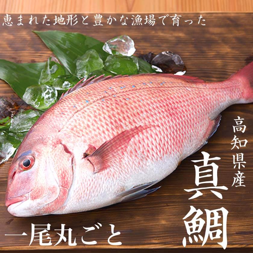 高知県産　真鯛　1尾まるごとお届け【お届け不可地域あり】【鮮魚】