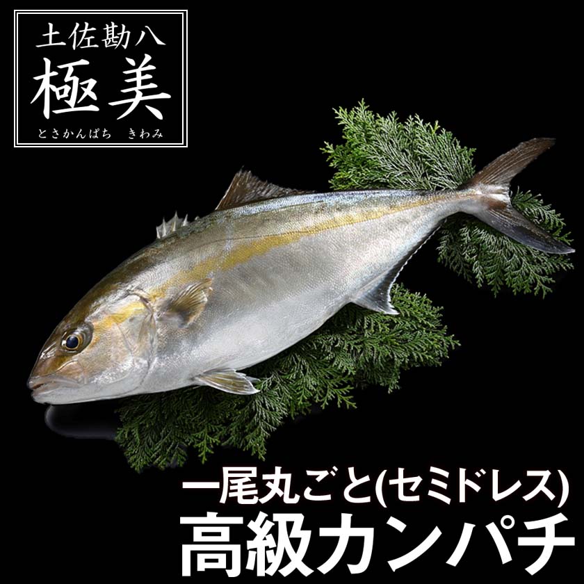 高知県産カンパチ　土佐勘八“極美”（きわみ）　１尾まるごとお届け！【鮮魚】【カンパチ】