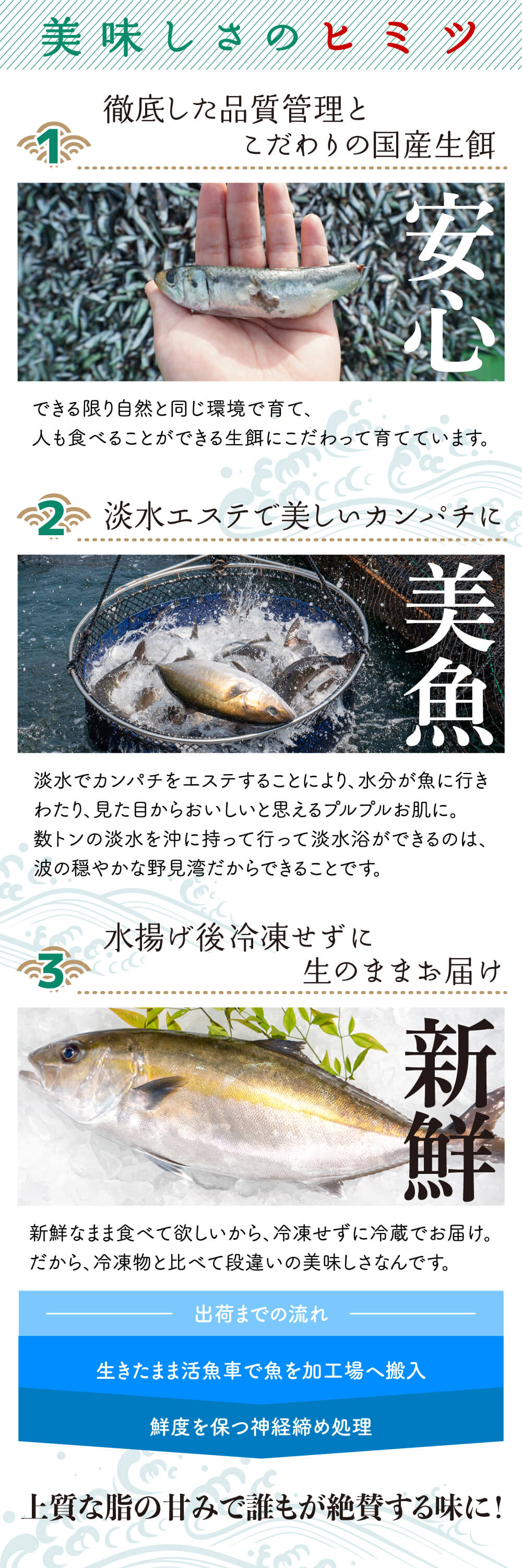須崎勘八 すさきカンパチ 半身分 お刺身用柵 高知かわうそ市場 生産者自慢の逸品が集まる産直オンライン市場 須崎勘八 すさきカンパチ 半身分 お刺身用柵 高知かわうそ市場 生産者自慢の逸品が集まる産直オンライン市場