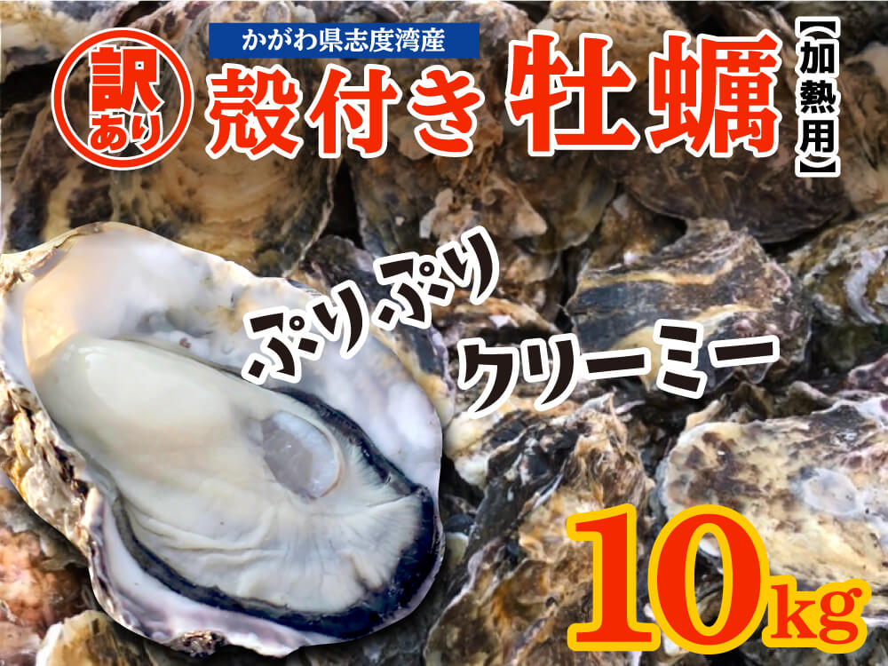 【訳あり】【香川県・志度湾産】不揃い殻付きカキ 約10kg