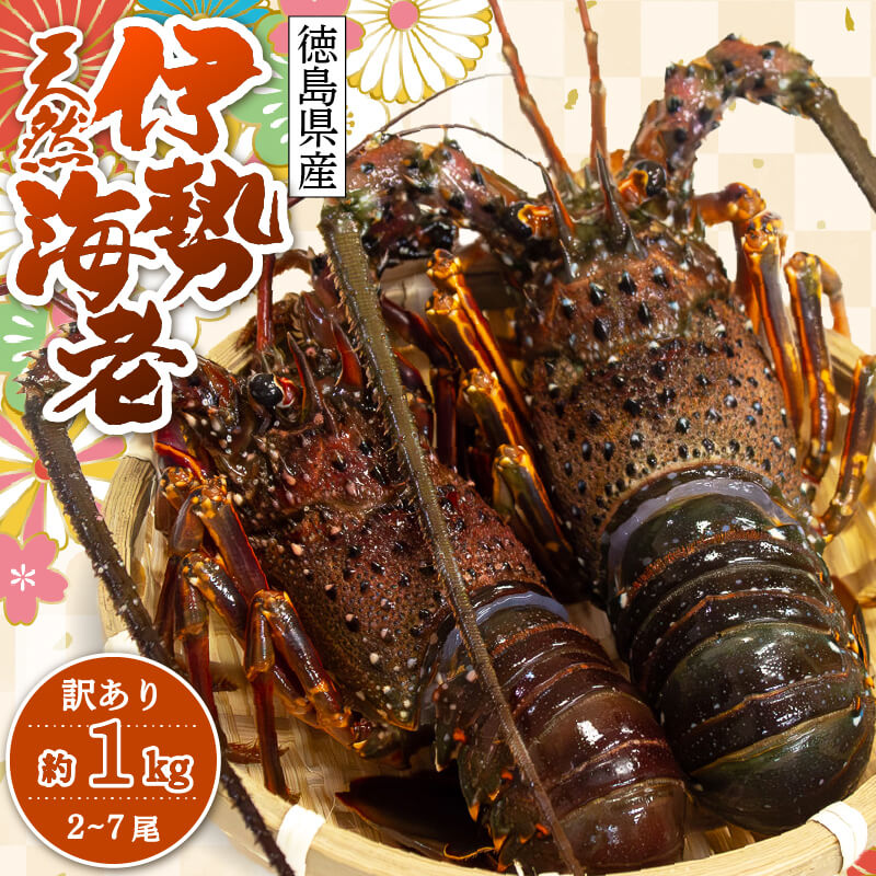 天然伊勢海老（徳島県産）　訳あり 2～7尾　約1kg